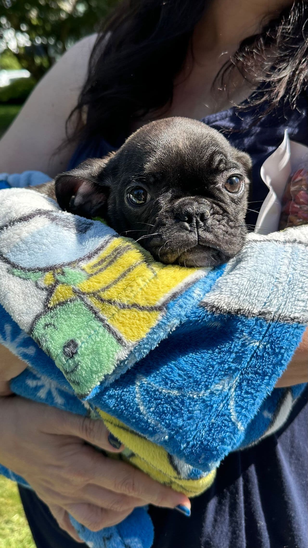 Pet travel photo 4