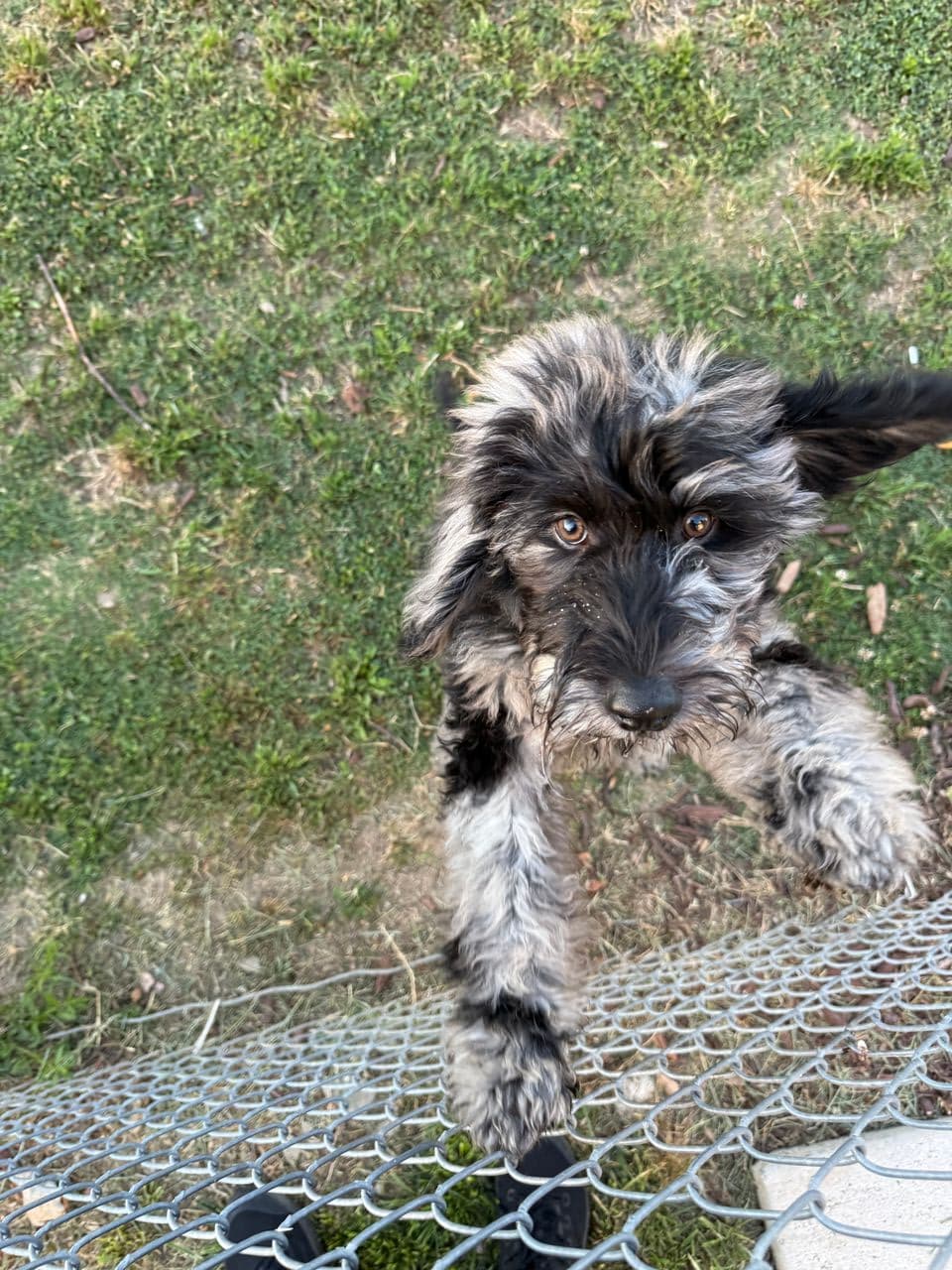 Pet travel photo 4