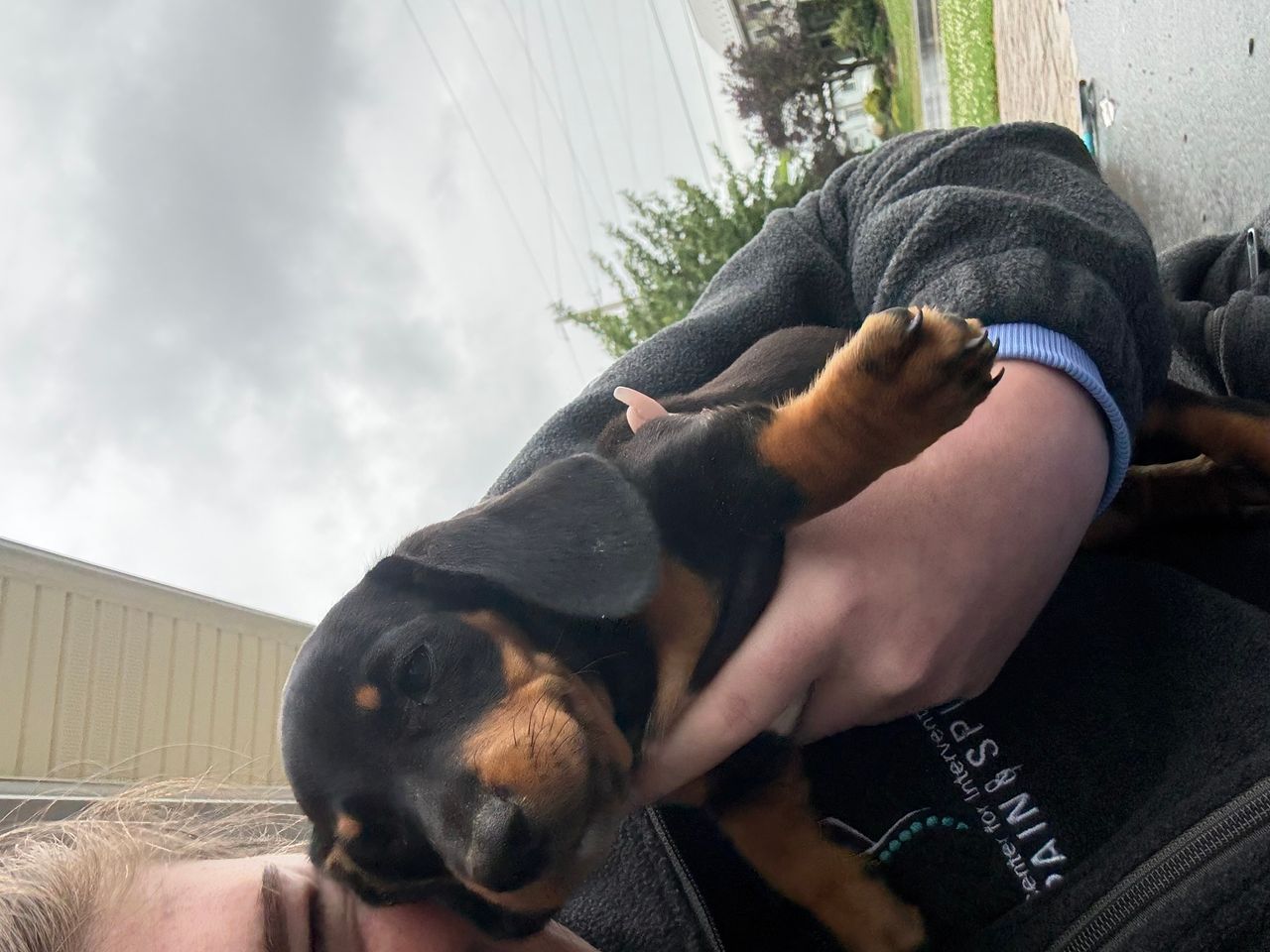 Pet travel photo 4