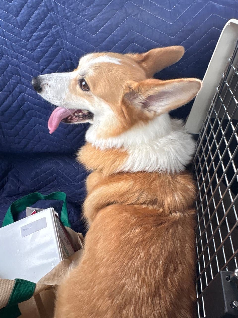 Pet travel photo 6