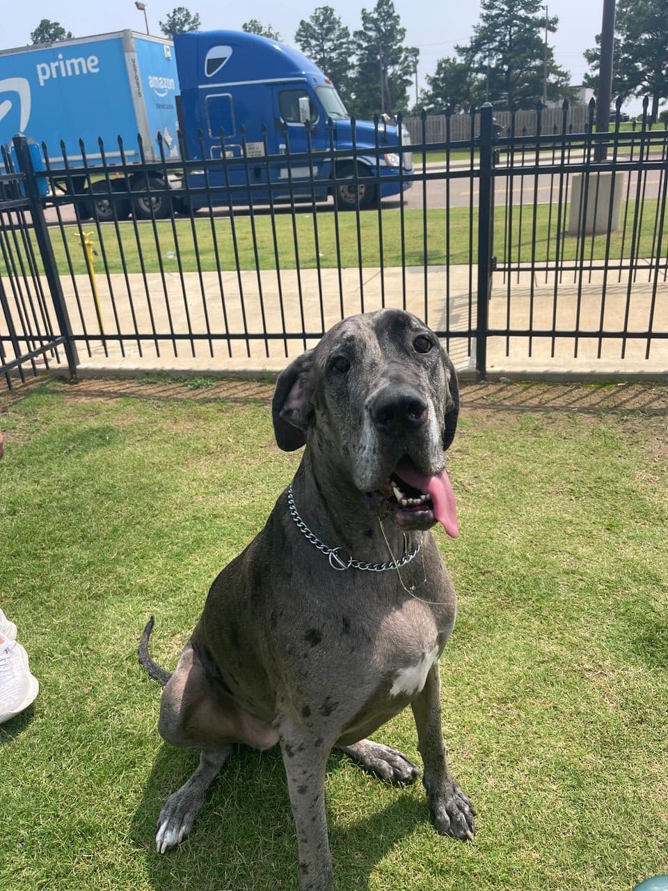Pet travel photo 3