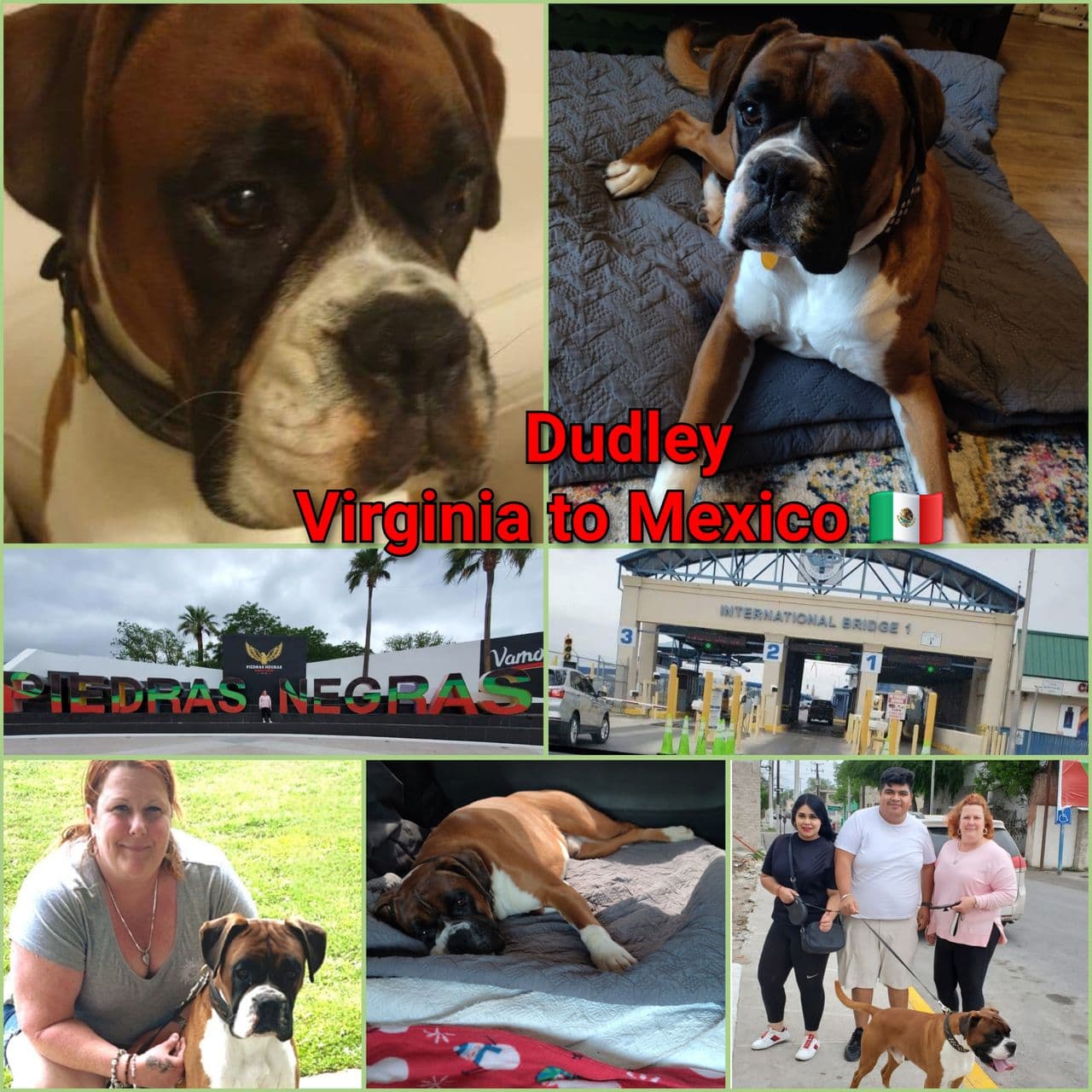 Pet travel photo 3