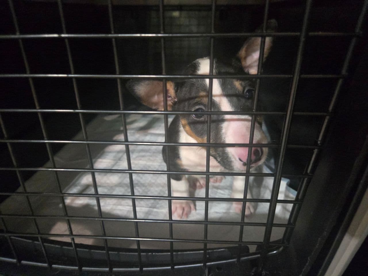 Pet travel photo 5