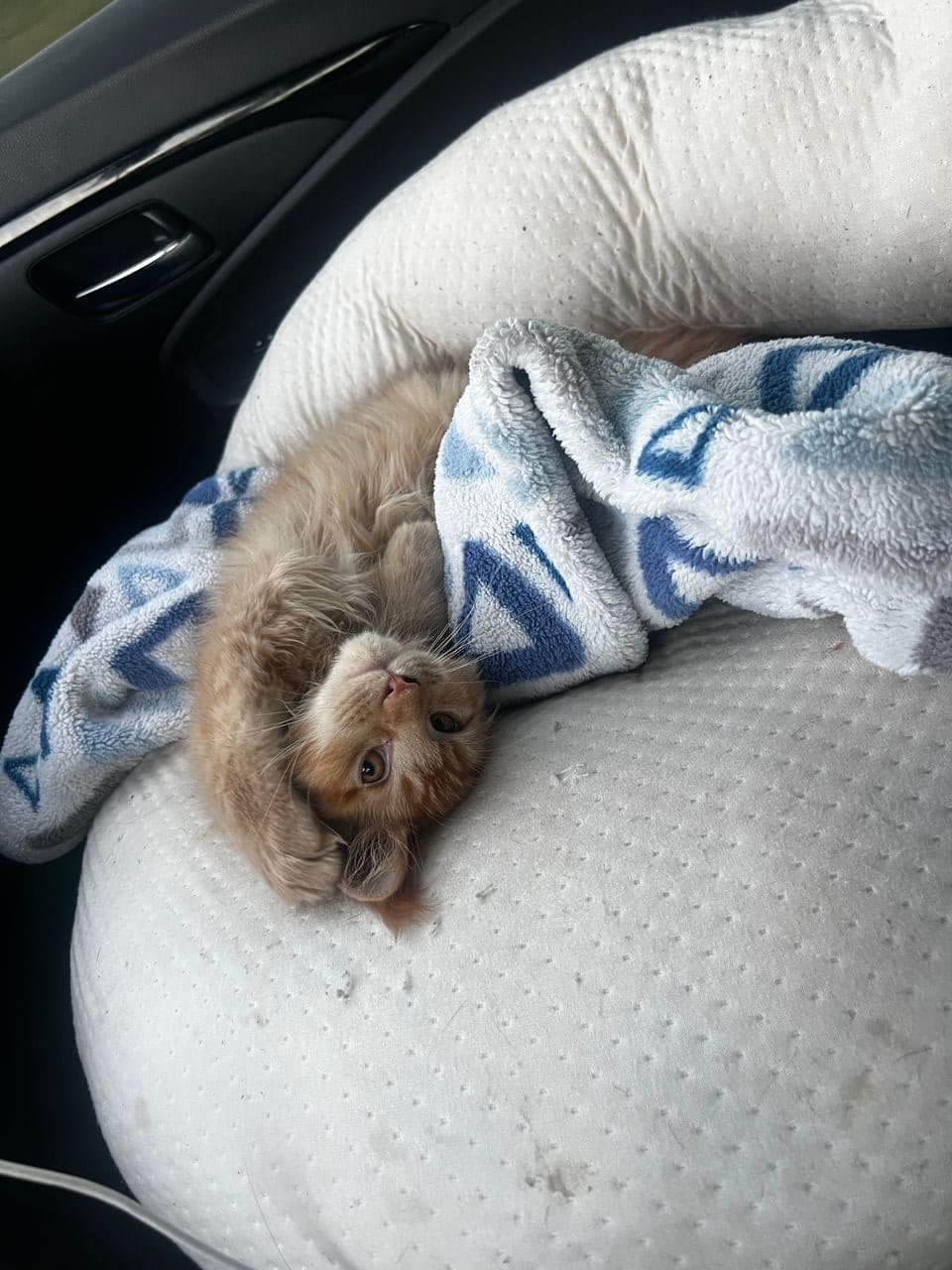 Pet travel photo 1