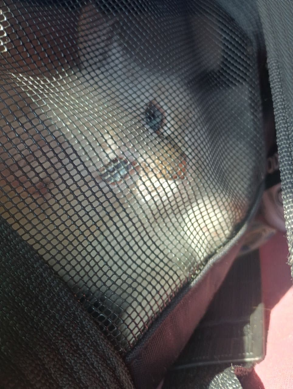 Pet travel photo 6