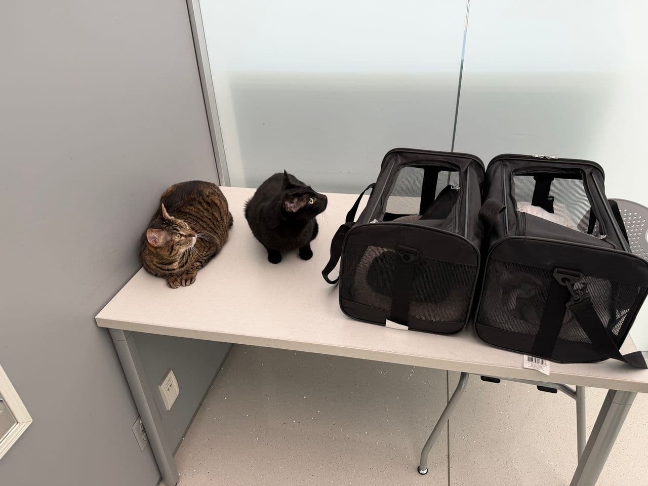 Pet travel photo 5