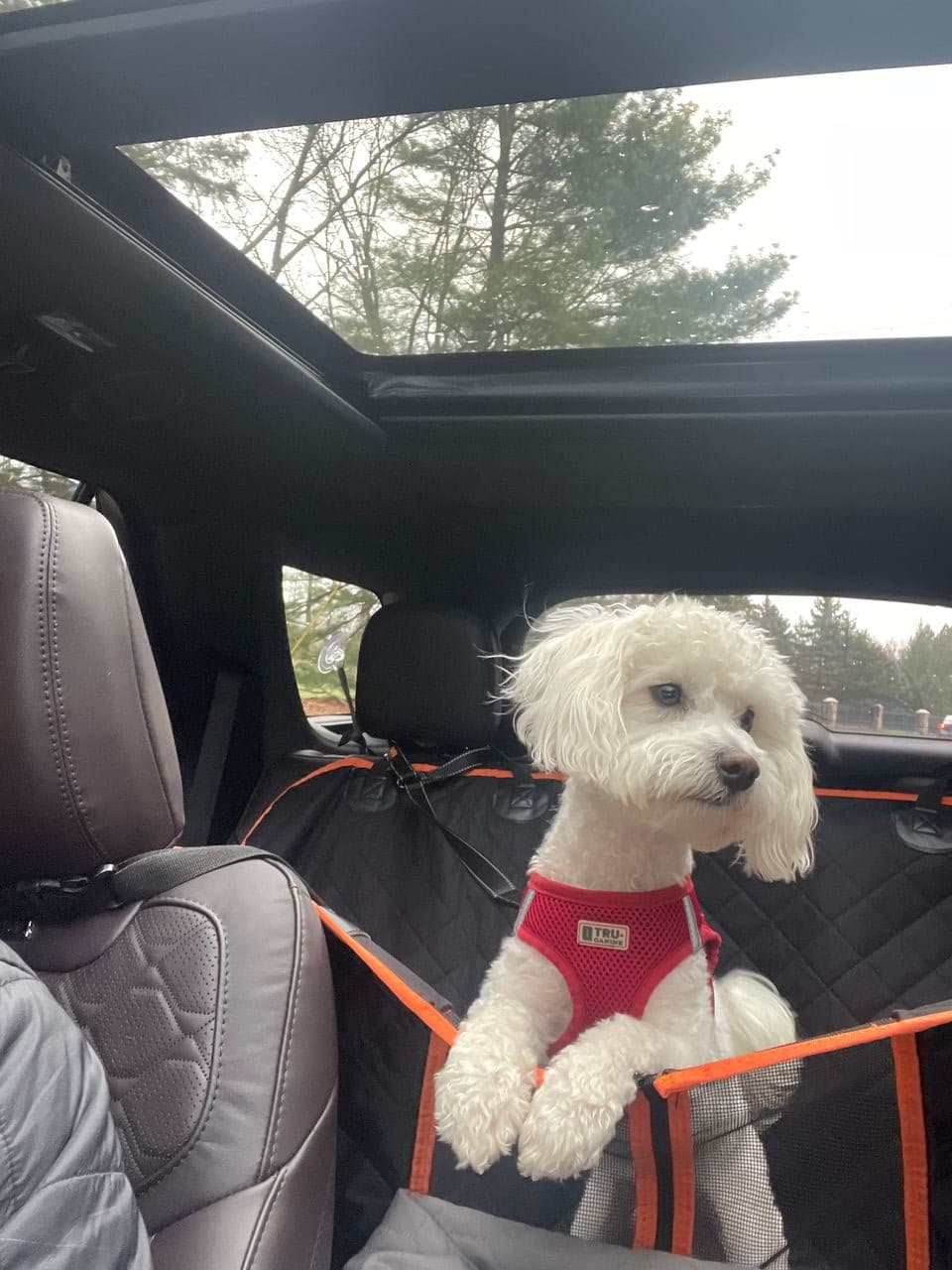 Pet travel photo 3