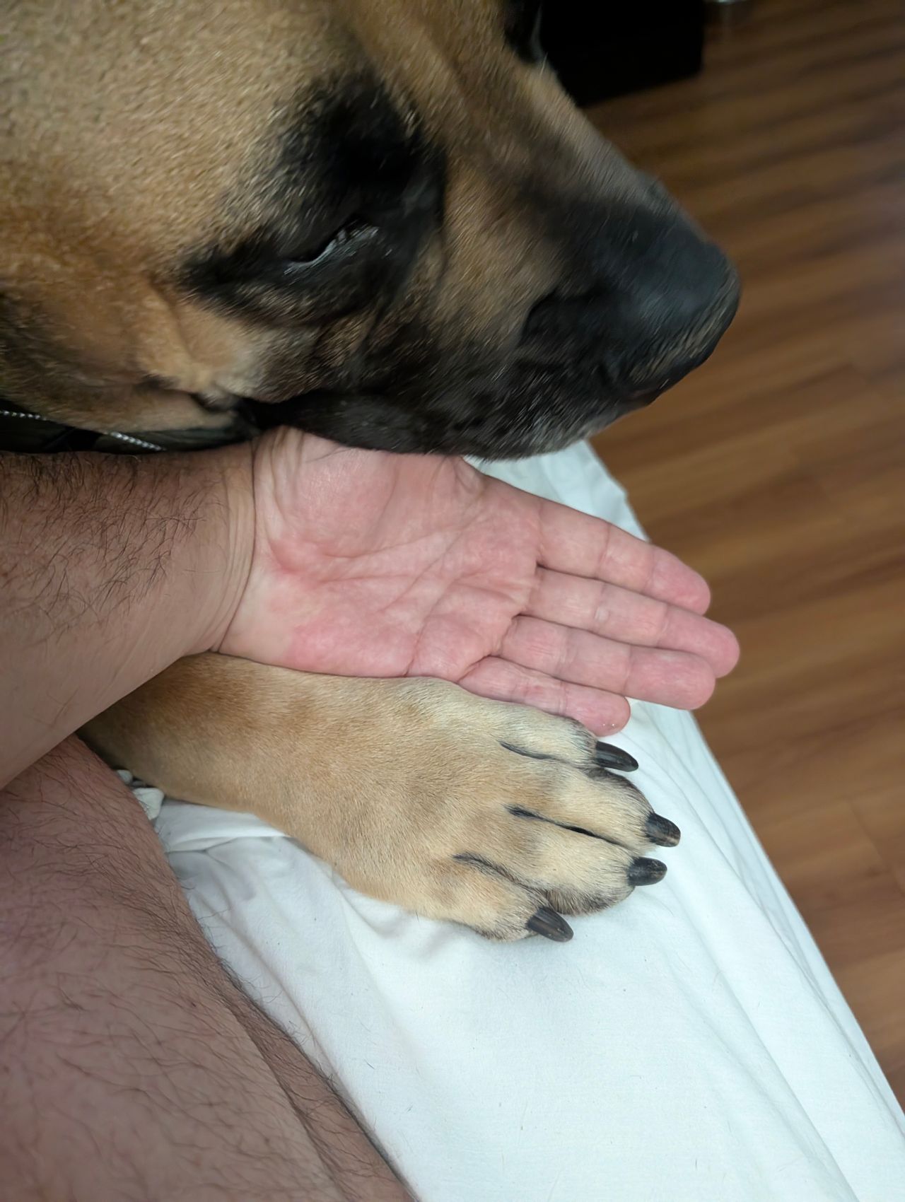Pet travel photo 5