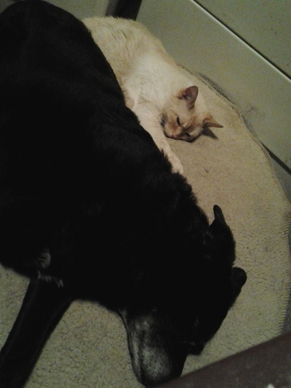 Pet travel photo 1