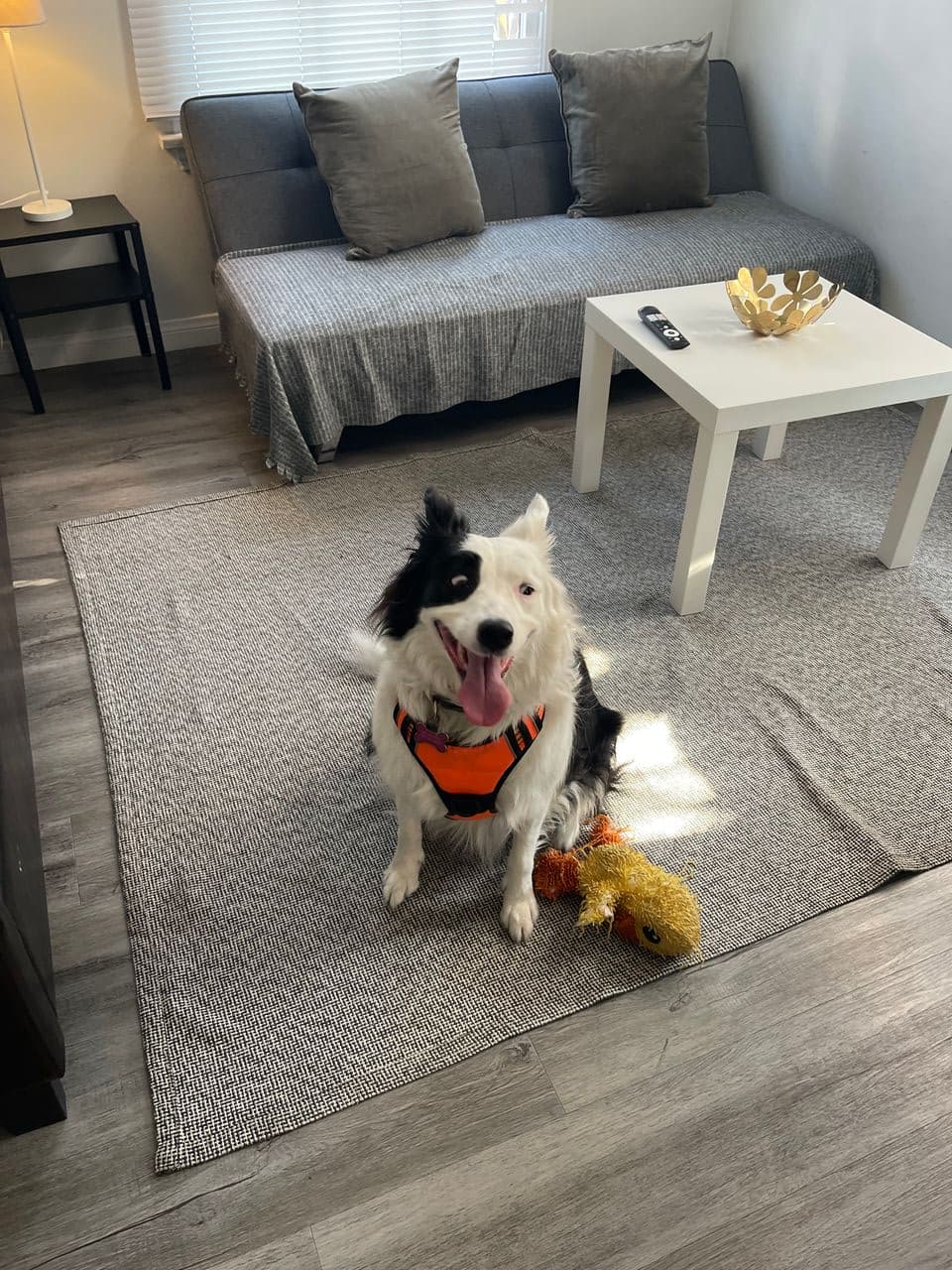 Pet travel photo 1