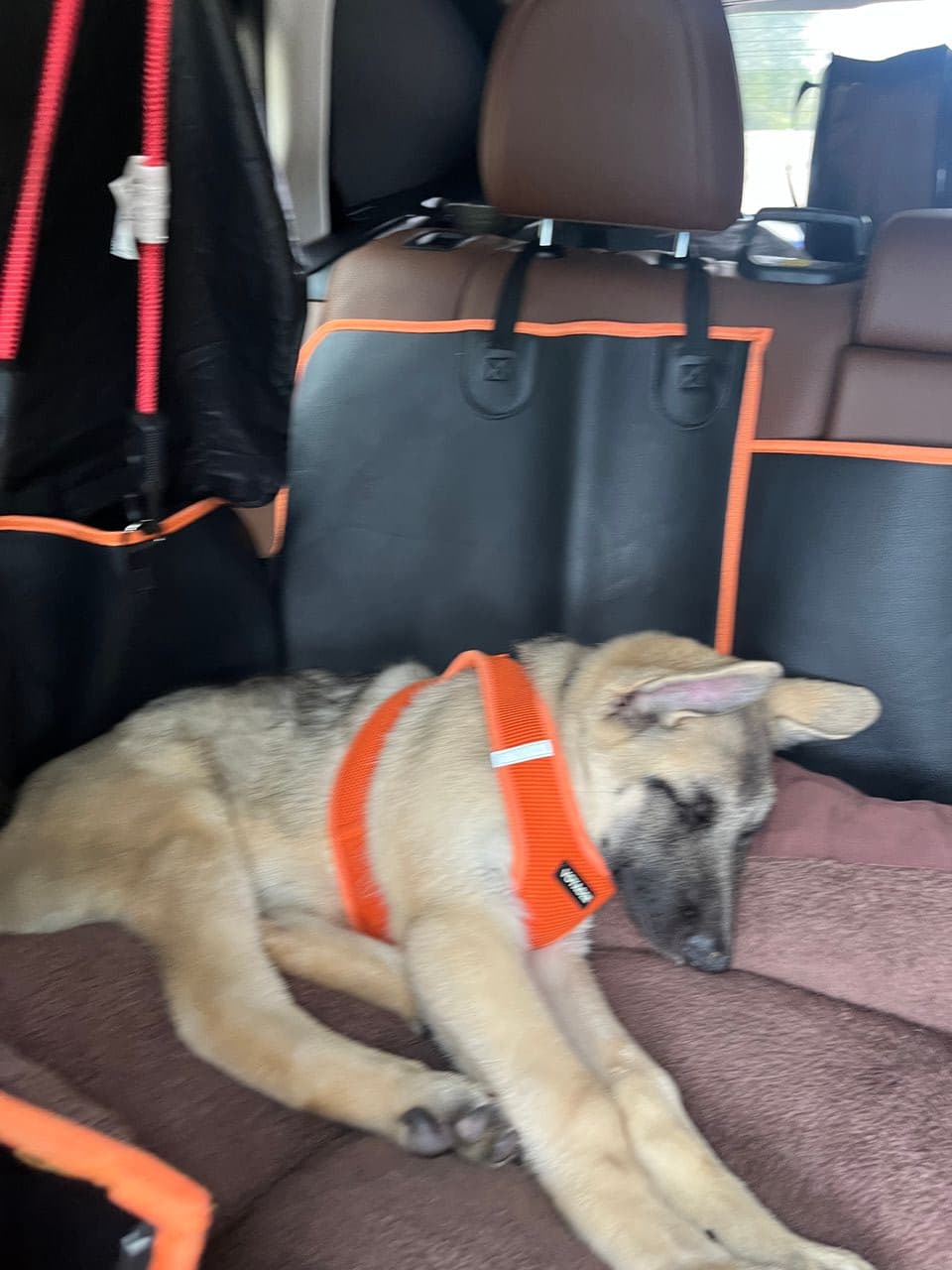 Pet travel photo 6