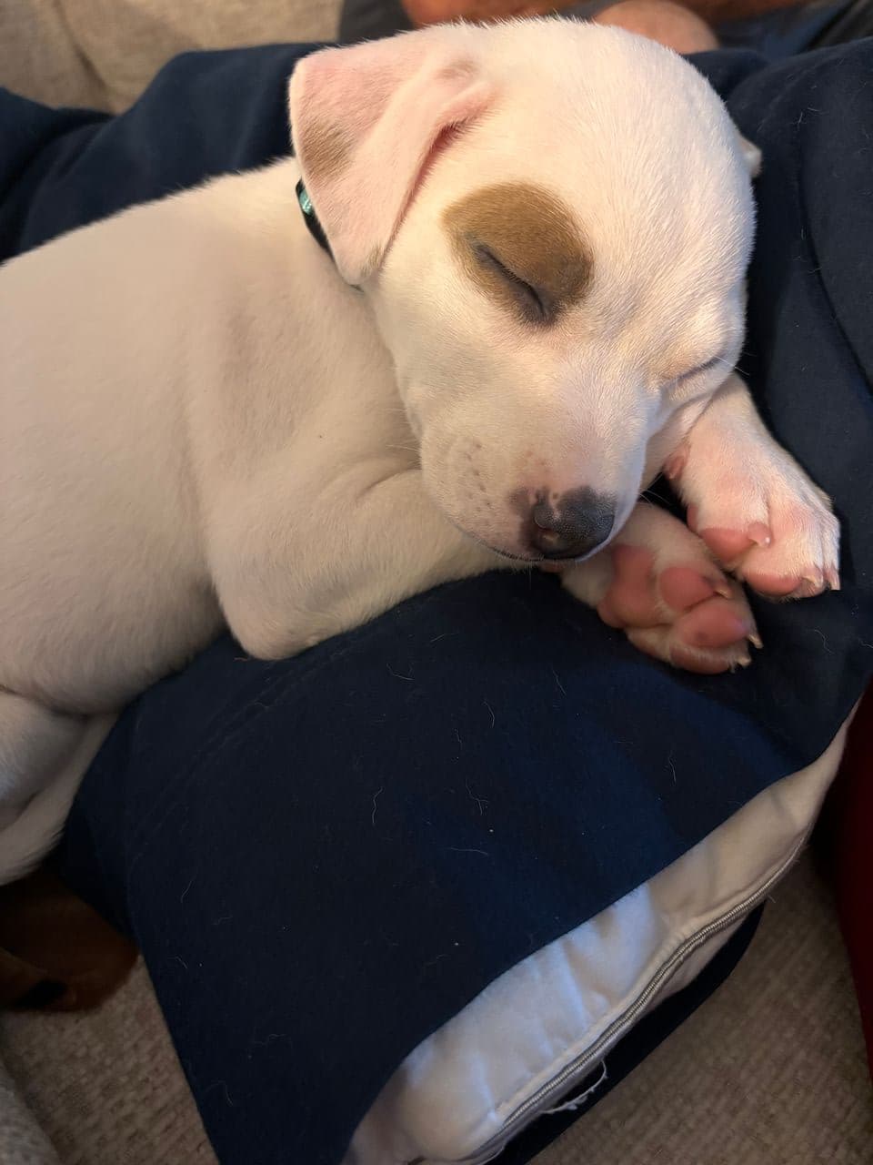 Pet travel photo 5