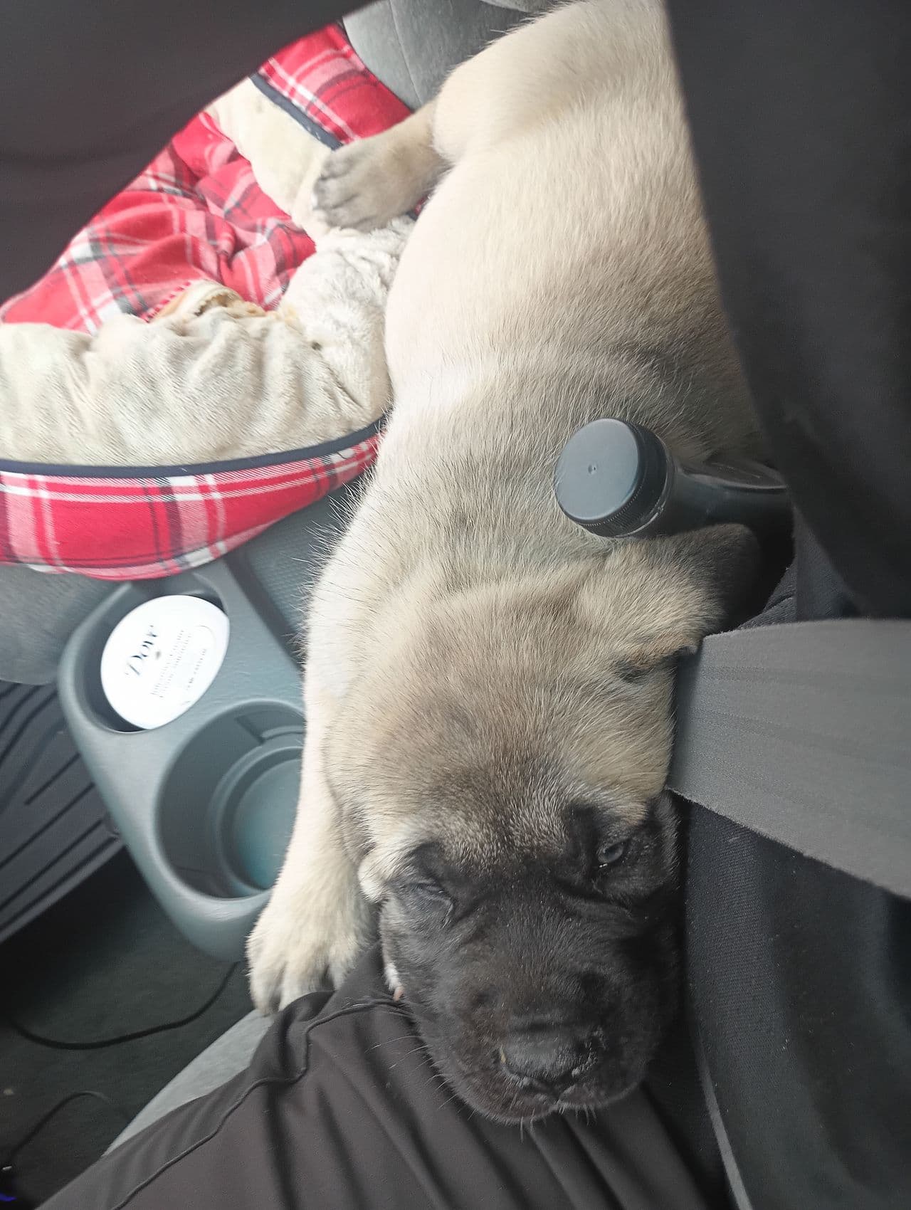 Pet travel photo 1
