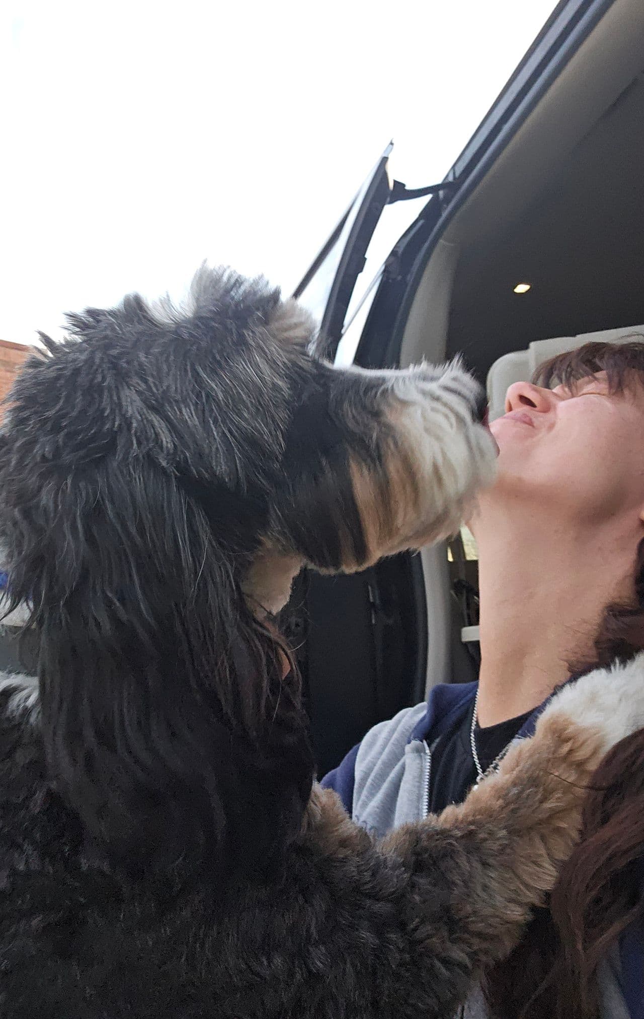 Pet travel photo 5