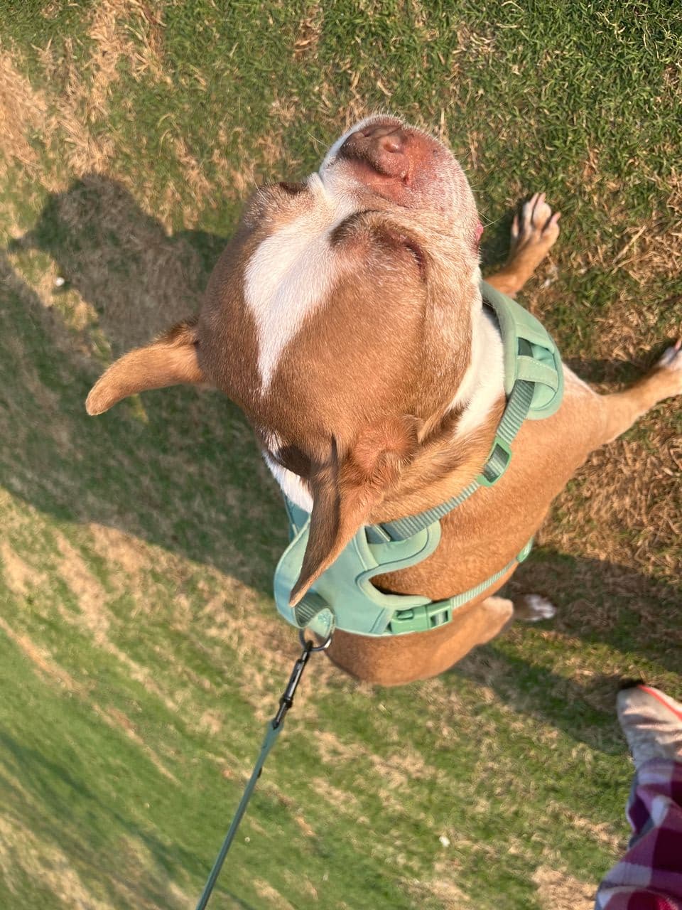 Pet travel photo 3