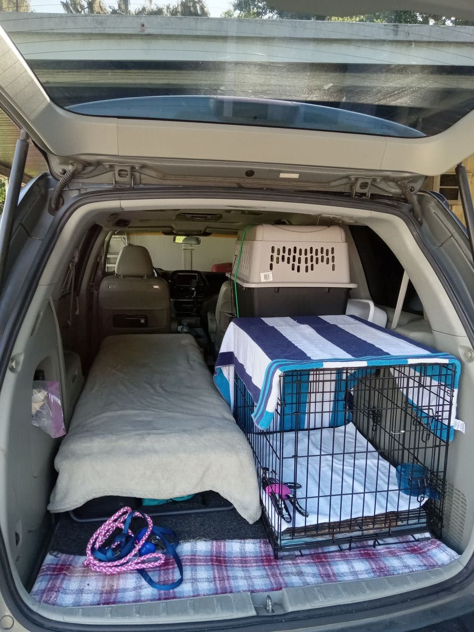 Pet travel photo 1