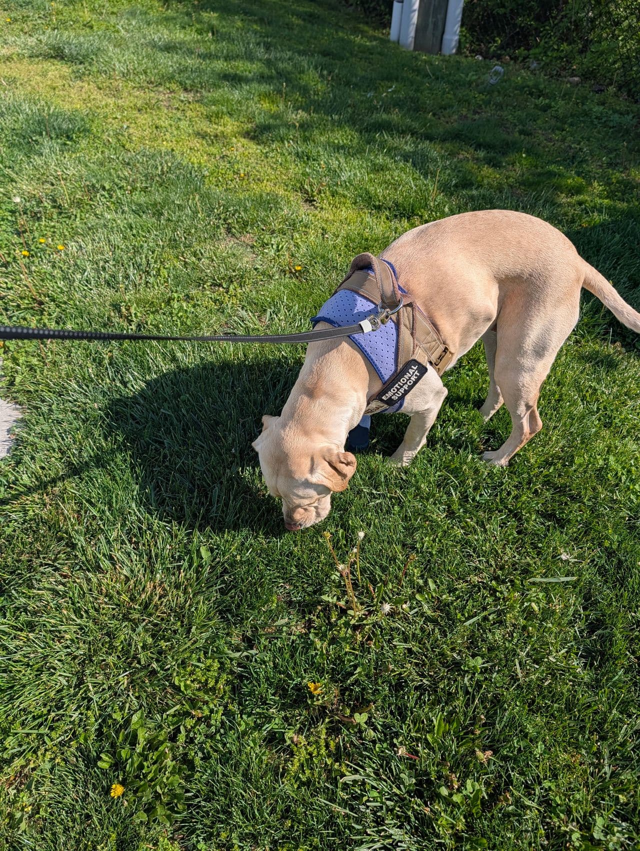 Pet travel photo 1