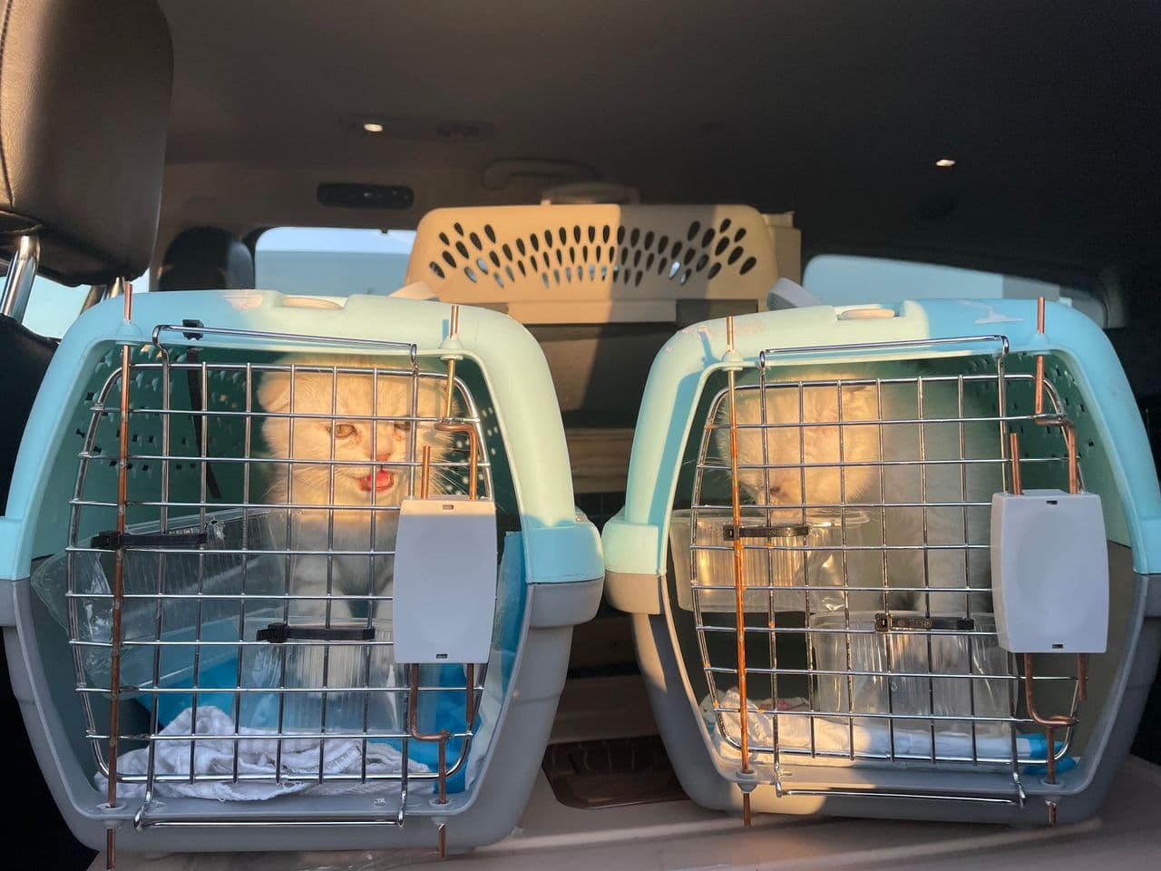 Pet travel photo 5