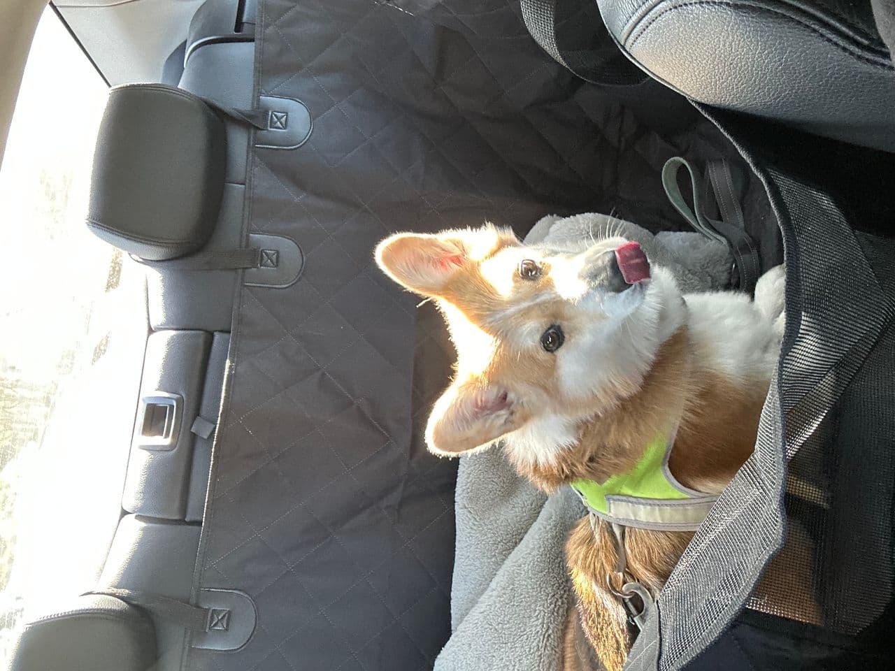 Pet travel photo 2