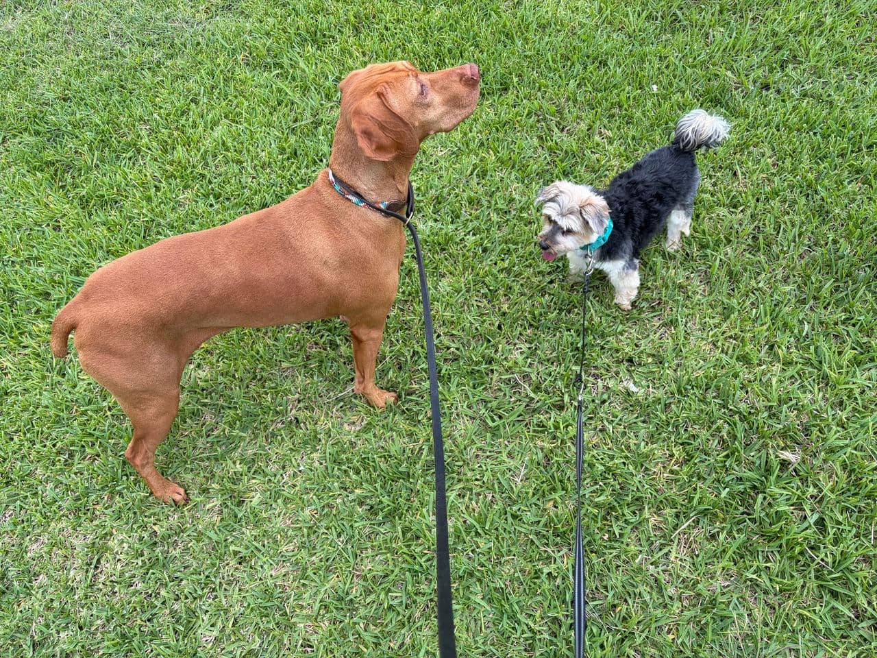 Pet travel photo 2
