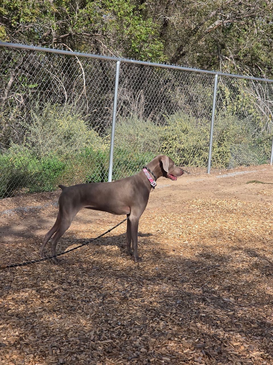 Pet travel photo 3