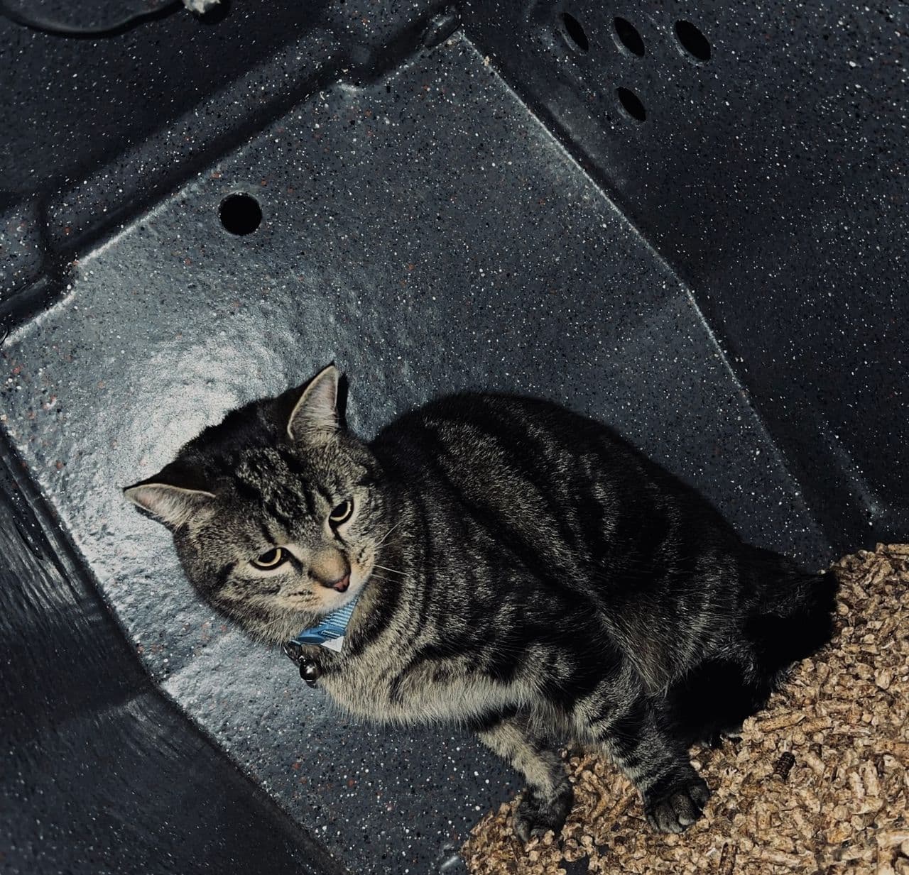 Pet travel photo 2