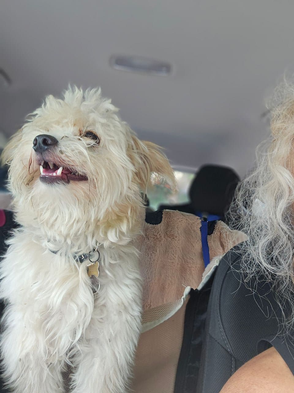 Pet travel photo 3