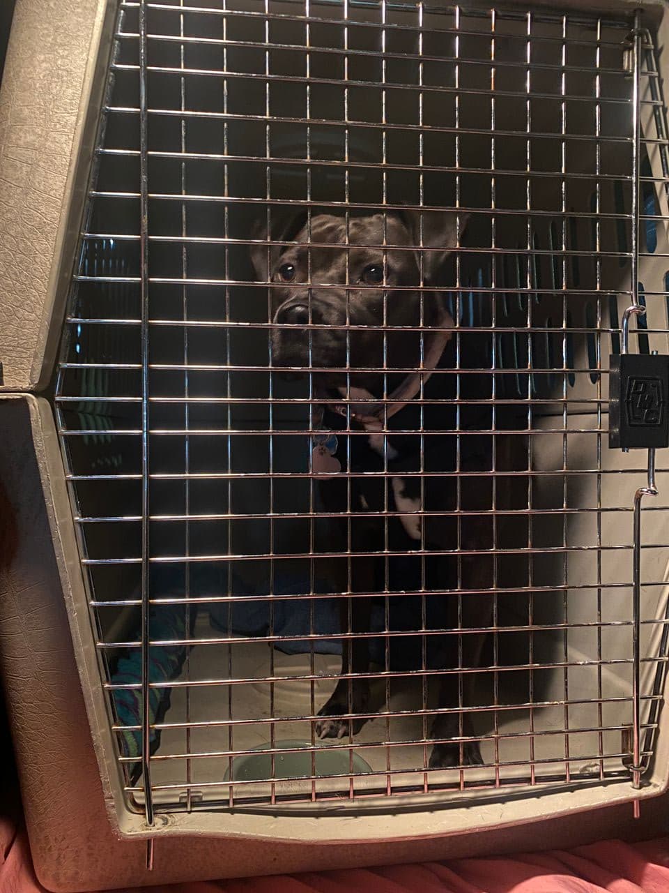 Pet travel photo 1