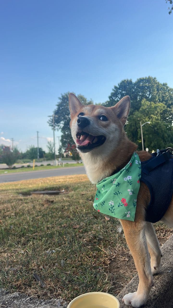 Pet travel photo 2