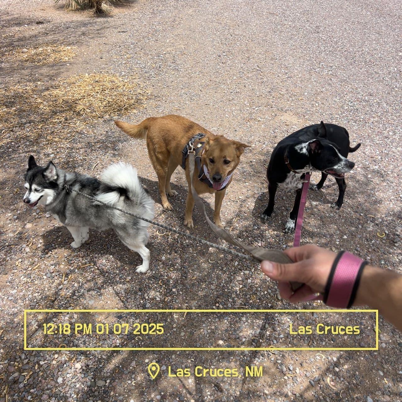 Pet travel photo 3