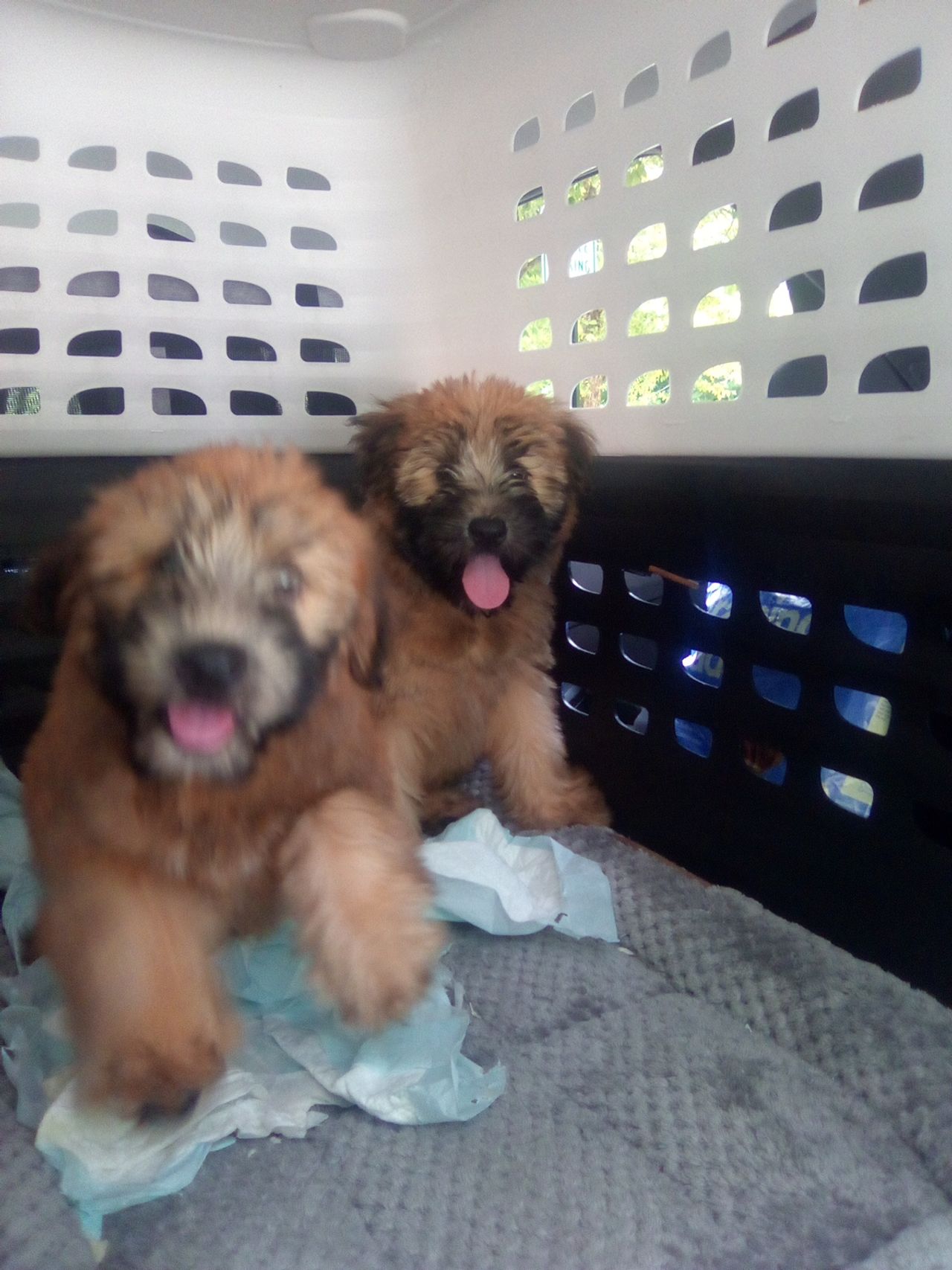 Pet travel photo 2