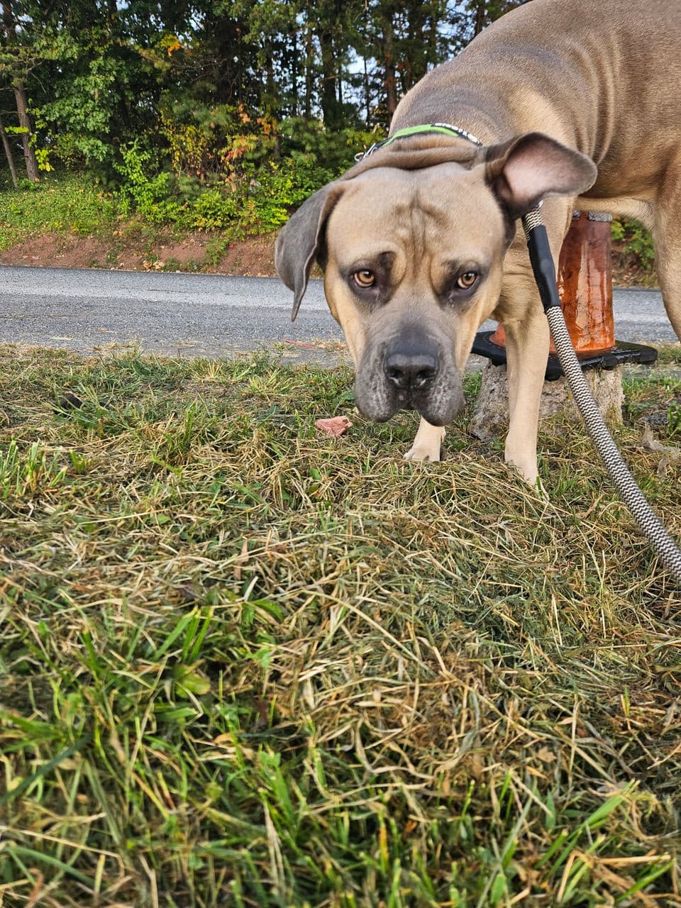 Pet travel photo 3