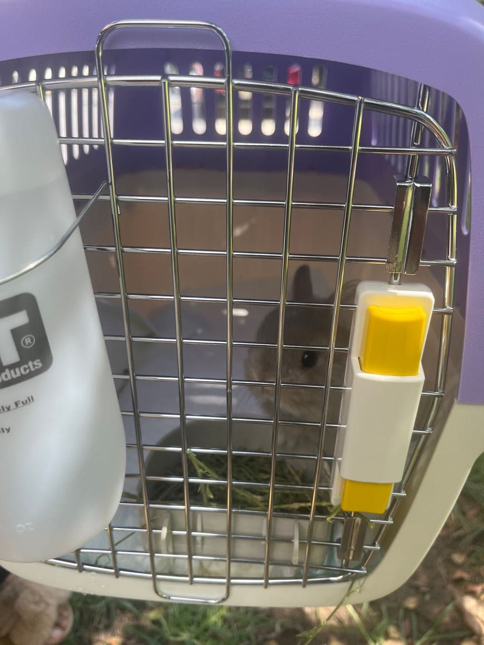 Pet travel photo 1