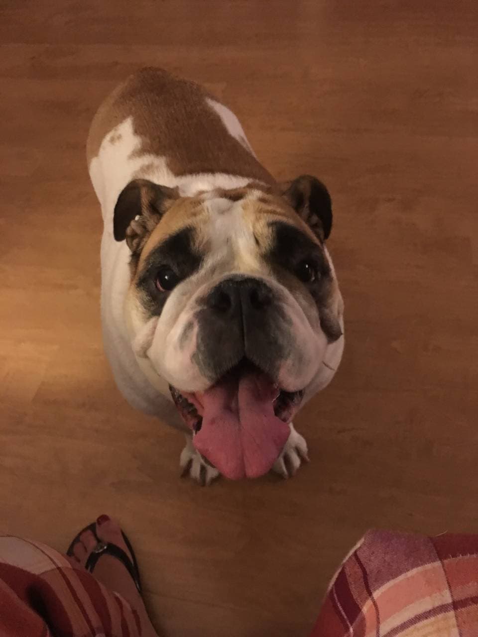Pet travel photo 1