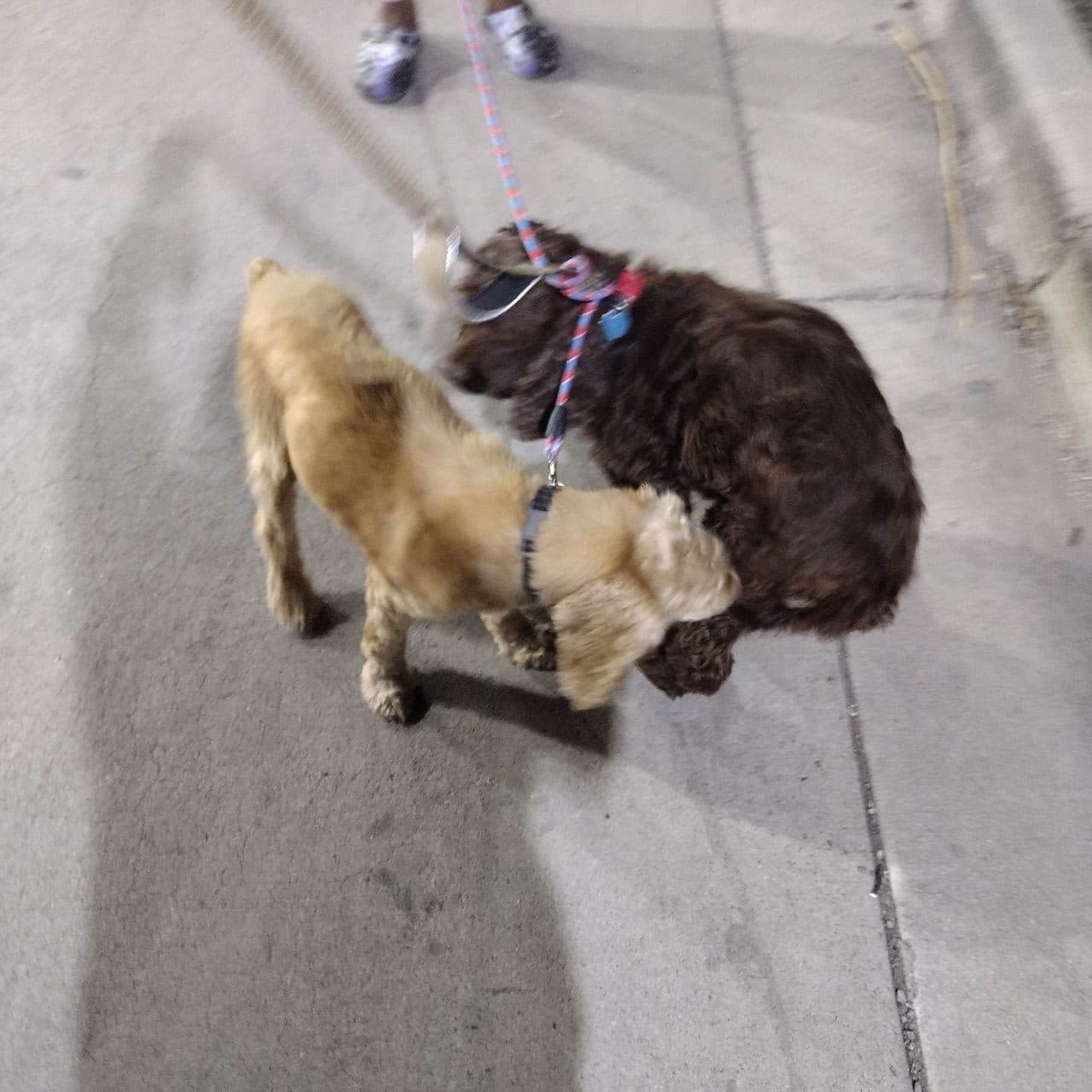 Pet travel photo 6
