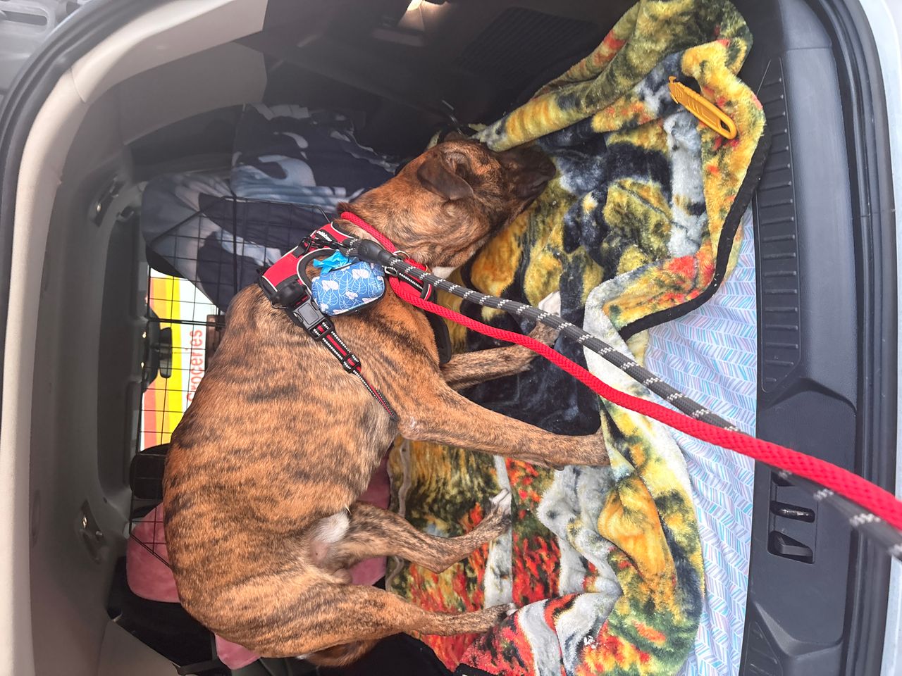Pet travel photo 3