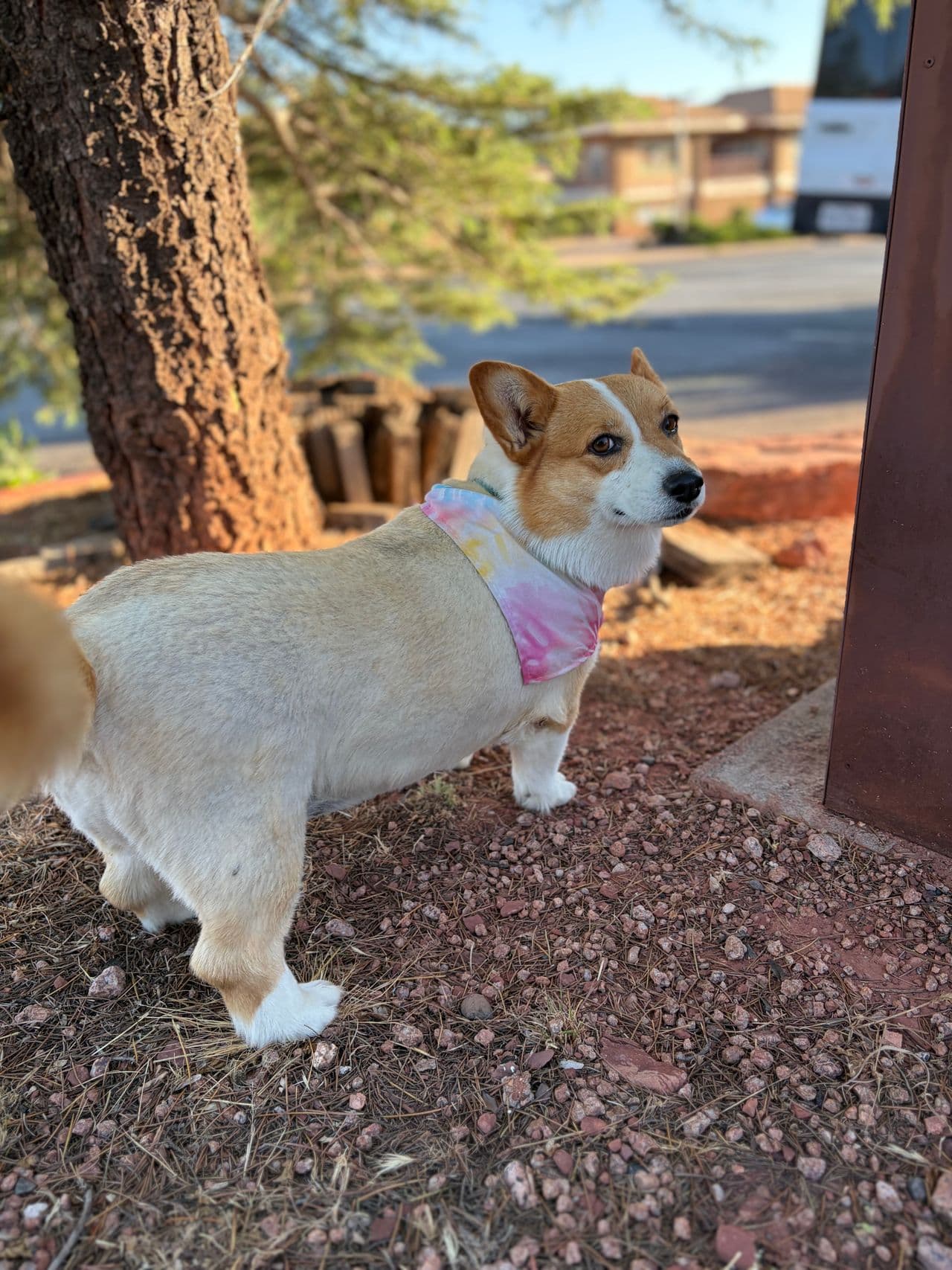 Pet travel photo 3