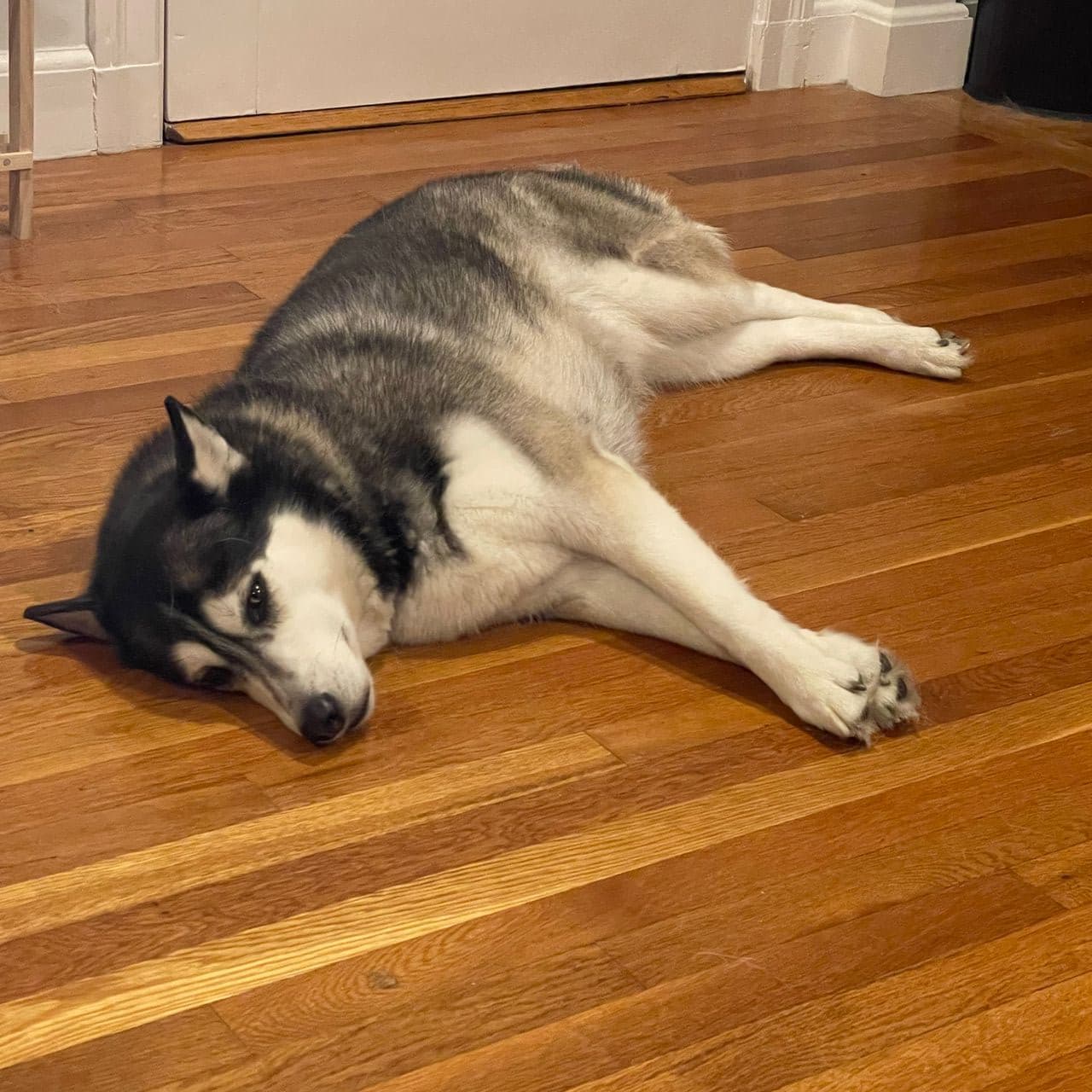 Pet travel photo 6
