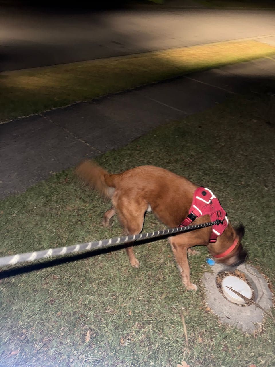 Pet travel photo 4