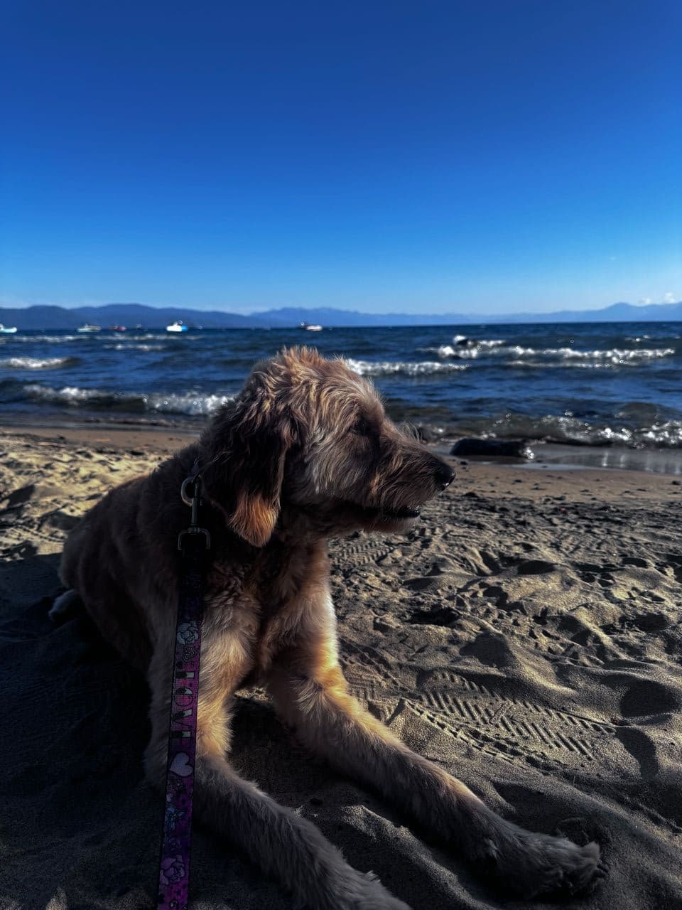 Pet travel photo 3