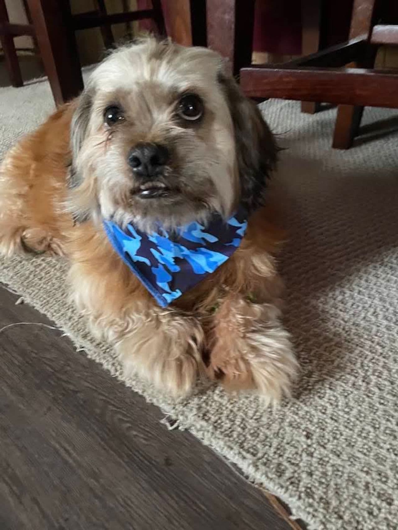 Pet travel photo 6