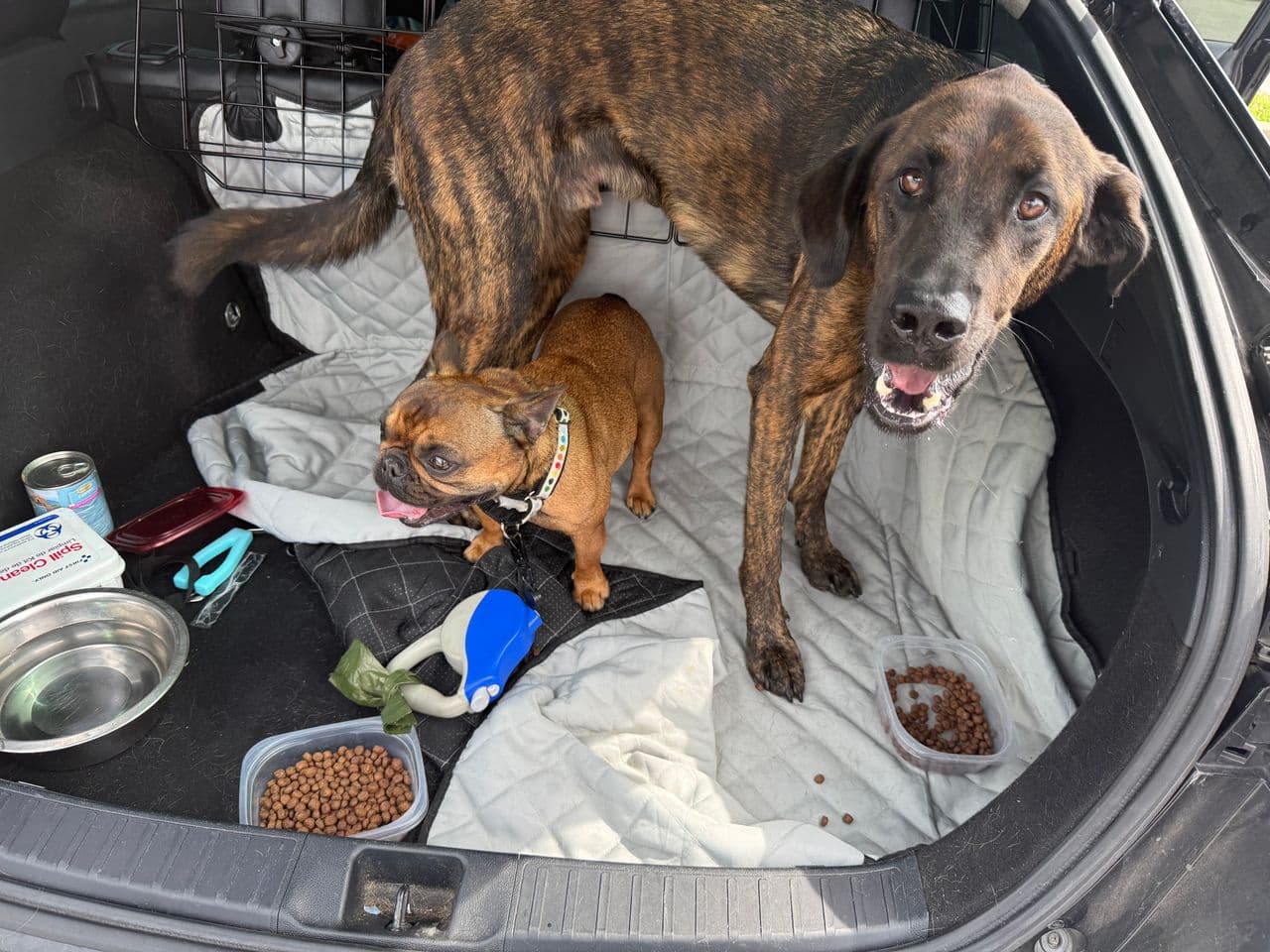 Pet travel photo 1