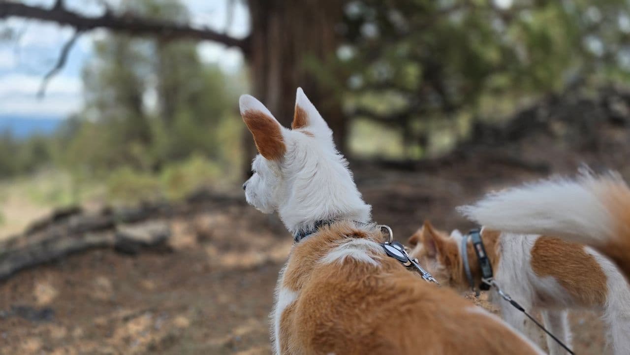 Pet travel photo 5
