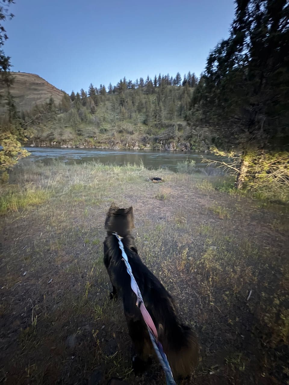 Pet travel photo 2