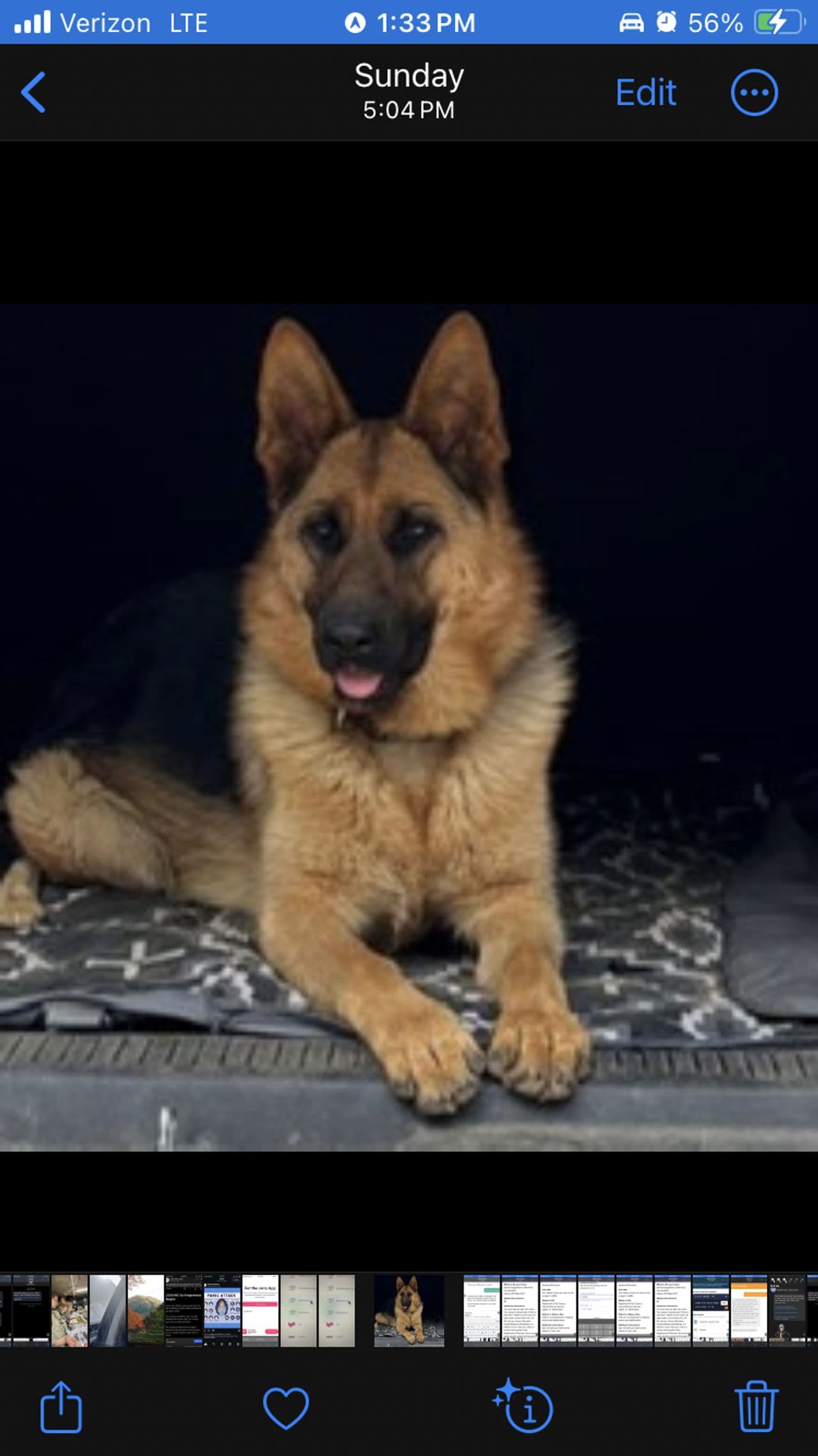 Pet travel photo 1