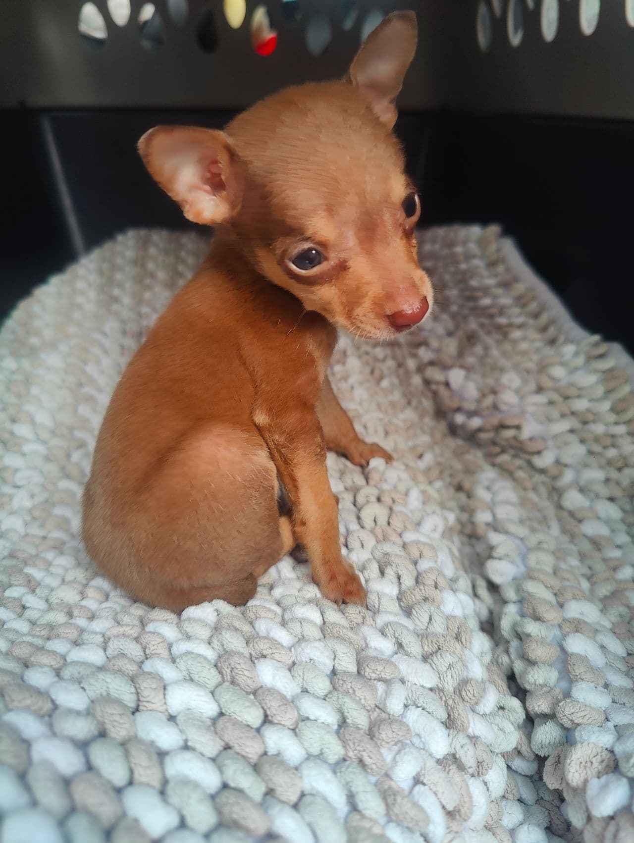 Pet travel photo 2