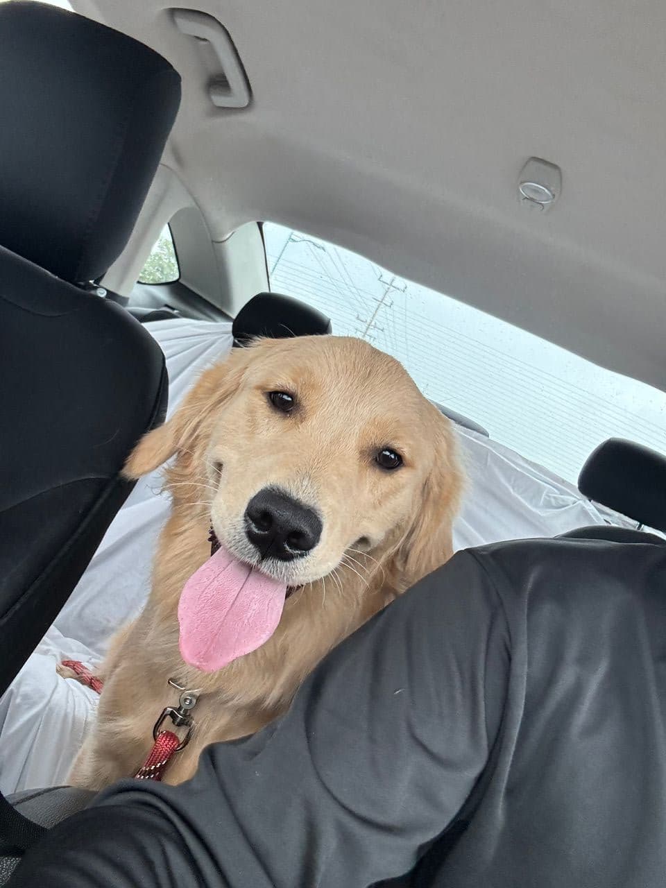 Pet travel photo 2