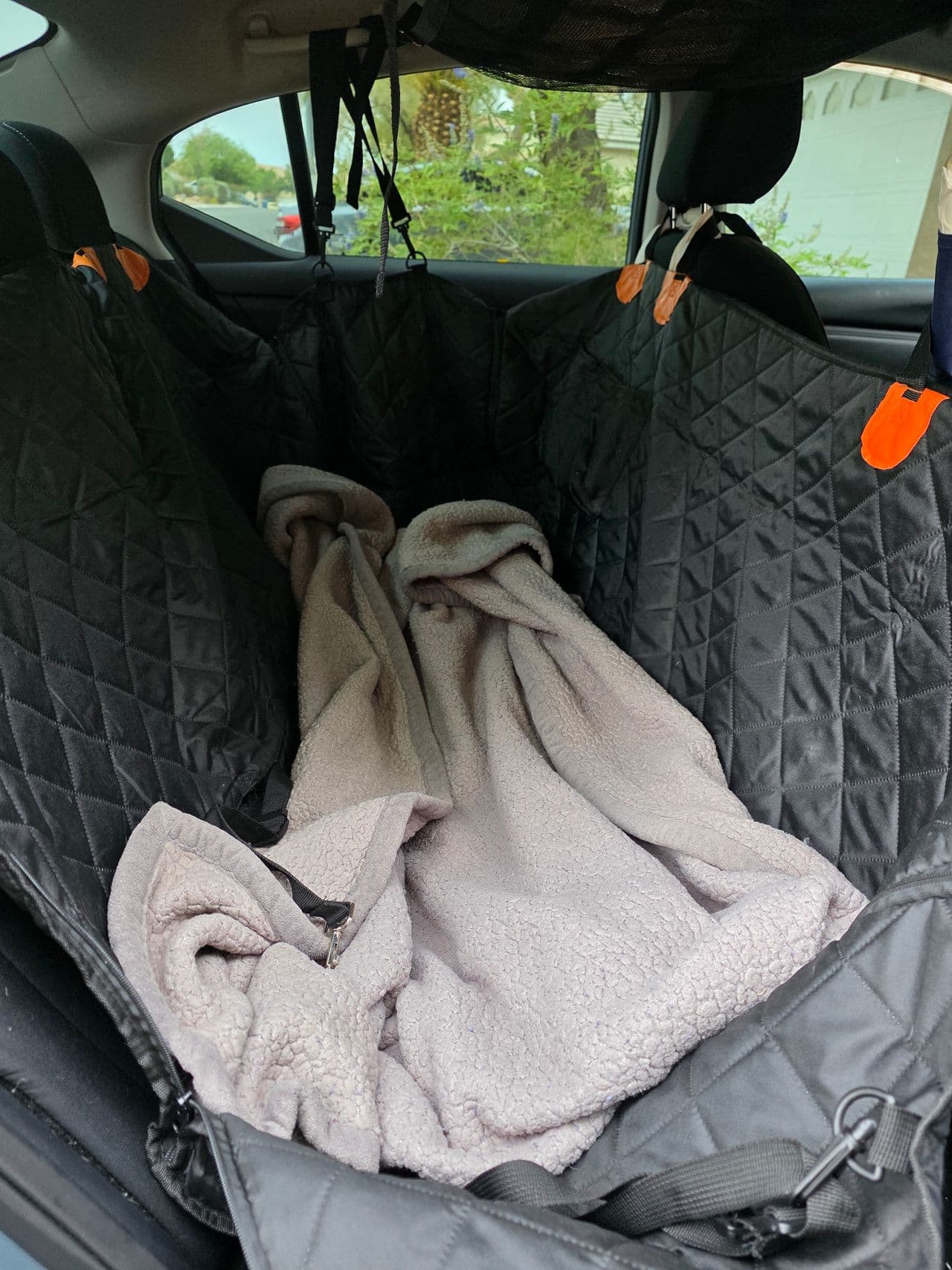 Pet travel photo 4