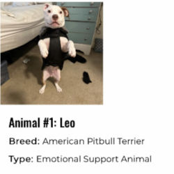 American Staffordshire Terrier named Leo