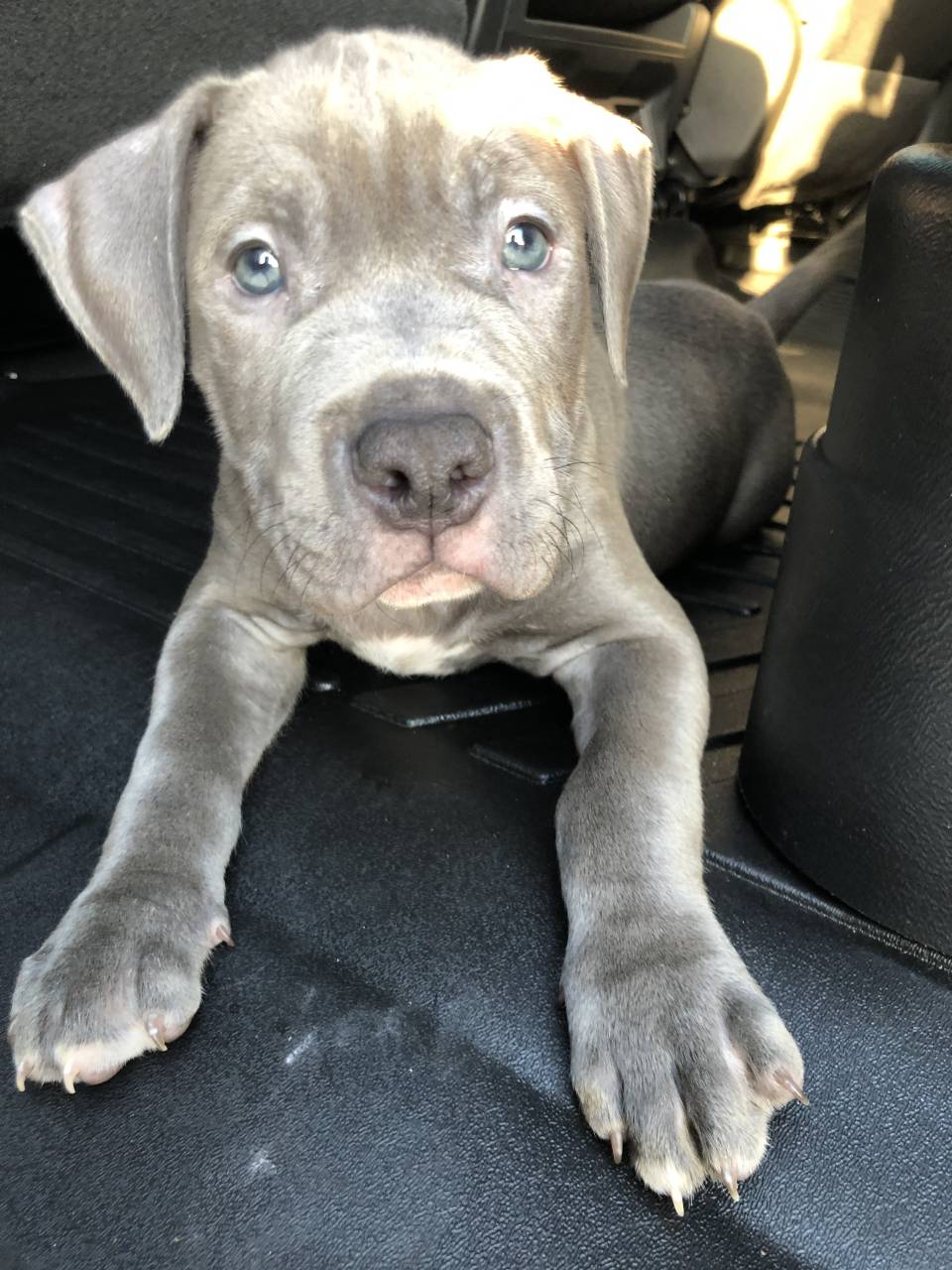Pet travel photo 6